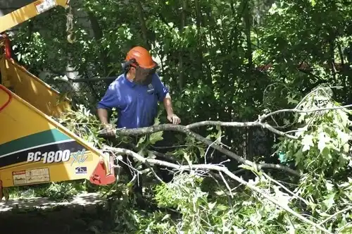 tree services Colon